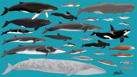 cetacean whales